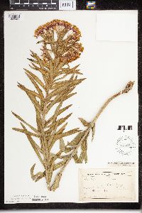 Asclepias tuberosa subsp. interior image