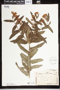 Asclepias tuberosa subsp. interior image