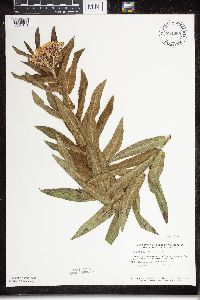 Asclepias tuberosa subsp. interior image