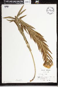 Asclepias tuberosa subsp. interior image