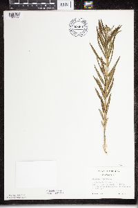 Asclepias tuberosa subsp. interior image