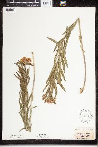 Asclepias tuberosa subsp. interior image