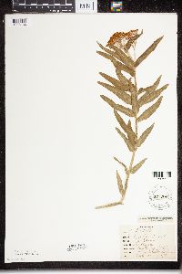 Asclepias tuberosa subsp. interior image