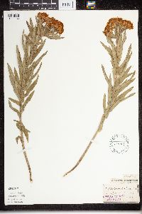 Asclepias tuberosa subsp. interior image