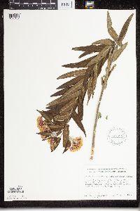 Asclepias tuberosa subsp. interior image