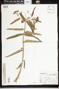 Asclepias tuberosa subsp. interior image