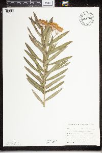 Asclepias tuberosa subsp. interior image