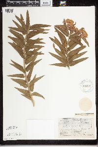 Asclepias tuberosa subsp. interior image