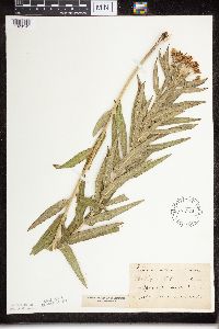 Asclepias tuberosa subsp. interior image