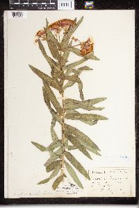 Asclepias tuberosa subsp. interior image