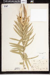 Asclepias tuberosa subsp. interior image