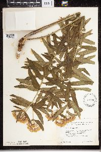 Asclepias tuberosa subsp. interior image