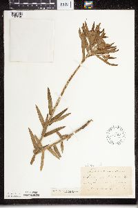 Asclepias tuberosa subsp. interior image