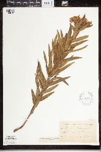 Asclepias tuberosa subsp. interior image