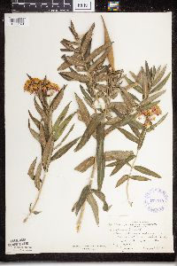 Asclepias tuberosa subsp. interior image