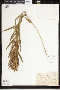 Asclepias tuberosa subsp. interior image