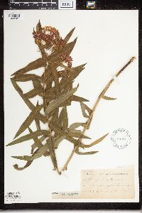 Asclepias tuberosa subsp. interior image