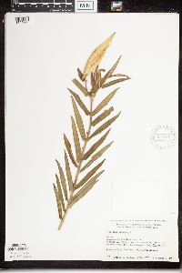 Asclepias tuberosa subsp. interior image