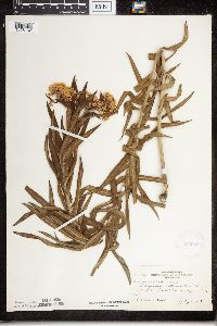 Asclepias tuberosa subsp. interior image