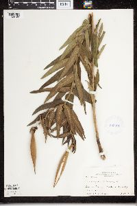 Asclepias tuberosa subsp. interior image