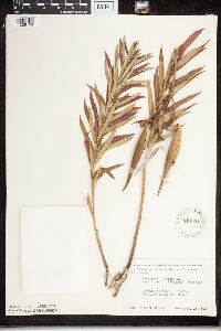 Asclepias tuberosa subsp. interior image