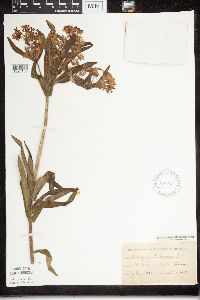 Asclepias tuberosa subsp. interior image