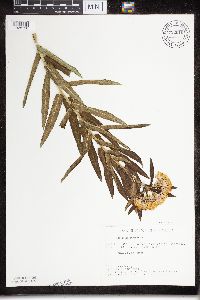 Asclepias tuberosa subsp. interior image