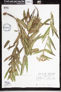 Asclepias tuberosa subsp. interior image