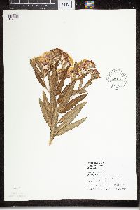 Asclepias tuberosa subsp. interior image