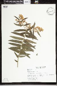 Asclepias tuberosa subsp. interior image