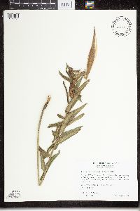 Asclepias tuberosa subsp. interior image