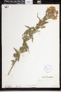 Asclepias tuberosa subsp. interior image