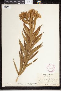 Asclepias tuberosa subsp. interior image