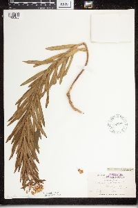 Asclepias tuberosa subsp. interior image