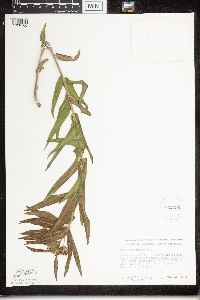 Asclepias tuberosa subsp. interior image