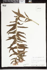 Asclepias tuberosa subsp. interior image