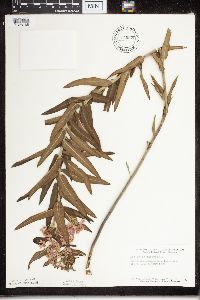 Asclepias tuberosa subsp. interior image