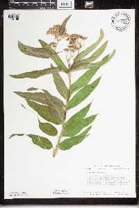 Asclepias tuberosa subsp. interior image