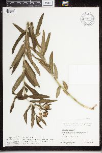 Asclepias tuberosa subsp. interior image