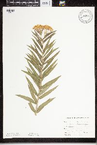 Asclepias tuberosa subsp. interior image