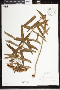 Asclepias tuberosa subsp. interior image