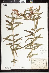 Asclepias tuberosa subsp. interior image