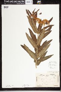 Asclepias tuberosa subsp. interior image