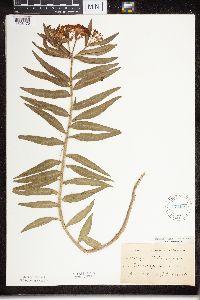 Asclepias tuberosa subsp. interior image