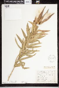 Asclepias tuberosa subsp. interior image