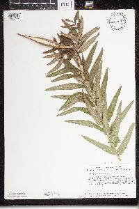 Asclepias tuberosa subsp. interior image