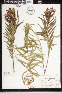 Asclepias tuberosa subsp. interior image