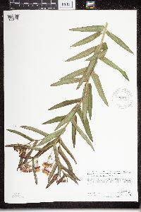 Asclepias tuberosa subsp. interior image