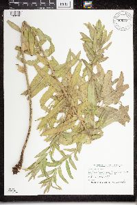 Asclepias tuberosa subsp. interior image