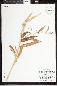 Asclepias tuberosa subsp. interior image